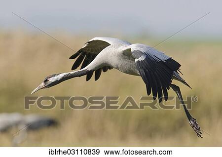 "Common Crane (Grus grus) during landing, at stageing area, Gunzer See lake, Vorpommern-Rugen District, Mecklenburg-Western Pomerania, Germany, Europe" View Large Photo Image Stock Photo - "Common Crane (Grus grus) during landing, at stageing area, Gunzer See lake, Vorpommern-Rugen District, Mecklenburg-Western Pomerania, Germany, Europe". Fotosearch