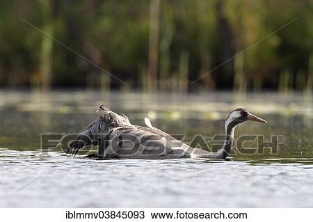 "Common Crane (Grus grus), floating, Muritz region, Mecklenburg Lake District, Mecklenburg-Western Pomerania, Germany, Europe" View Large Photo Image Stock Image - "Common Crane (Grus grus), floating, Muritz region, Mecklenburg Lake District, Mecklenburg-Western Pomerania, Germany, Europe". Fotosearch