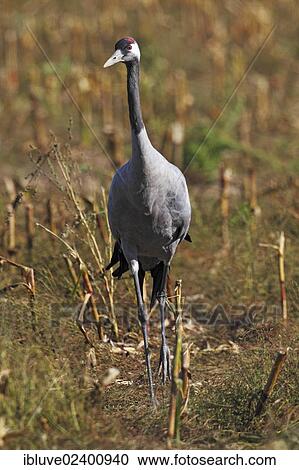 "Common Crane (Grus grus), foraging on a harvested cornfield during migration, Ruegen-buck region, Western Pomerania Lagoon Area, Mecklenburg-Western Pomerania, Germany, Europe" View Large Photo Image Stock Image - "Common Crane (Grus grus), foraging on a harvested cornfield during migration, Ruegen-buck region, Western Pomerania Lagoon Area, Mecklenburg-Western Pomerania, Germany, Europe". Fotosearch