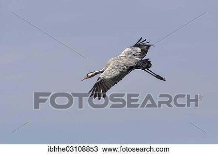 "Common Crane (Grus grus) in flight at staging area, Gunzer See lake, Vorpommern-Rugen District, Mecklenburg-Western Pomerania, Germany, Europe" View Large Photo Image Stock Image - "Common Crane (Grus grus) in flight at staging area, Gunzer See lake, Vorpommern-Rugen District, Mecklenburg-Western Pomerania, Germany, Europe". Fotosearch