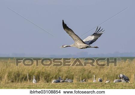 "Common Crane (Grus grus) in flight over a meadow shouting, at staging area, Gunzer See lake, Vorpommern-Rugen District, Mecklenburg-Western Pomerania, Germany, Europe" View Large Photo Image Picture - "Common Crane (Grus grus) in flight over a meadow shouting, at staging area, Gunzer See lake, Vorpommern-Rugen District, Mecklenburg-Western Pomerania, Germany, Europe". Fotosearch