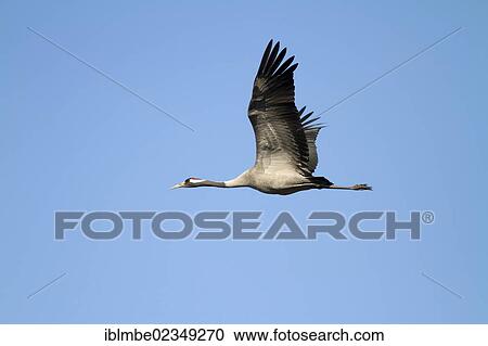 "Common crane (Grus grus) in flight against a blue sky, near Priort, Havelland region, Brandenburg, Germany, Europe" View Large Photo Image Stock Image - "Common crane (Grus grus) in flight against a blue sky, near Priort, Havelland region, Brandenburg, Germany, Europe". Fotosearch