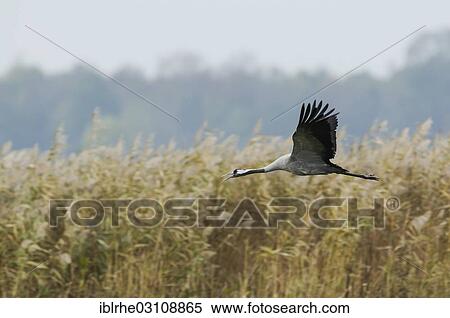 Stock Photography - "Common Crane (Grus grus) in flight with open beak, Gunzer See lake, Vorpommern-Rugen District, Mecklenburg-Western Pomerania, Germany, Europe". Fotosearch
