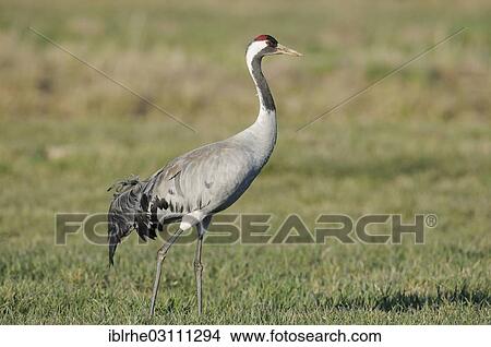 "Common Crane (Grus grus) standing on a meadow, Schaalsee, Wulfskuhl, Mecklenburg-Western Pomerania, Germany, Europe" View Large Photo Image Picture - "Common Crane (Grus grus) standing on a meadow, Schaalsee, Wulfskuhl, Mecklenburg-Western Pomerania, Germany, Europe". Fotosearch
