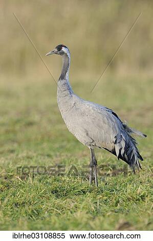 "Common Crane (Grus grus) standing on a meadow, Gunzer See lake, Vorpommern-Rugen District, Mecklenburg-Western Pomerania, Germany, Europe" View Large Photo Image Stock Photography - "Common Crane (Grus grus) standing on a meadow, Gunzer See lake, Vorpommern-Rugen District, Mecklenburg-Western Pomerania, Germany, Europe". Fotosearch