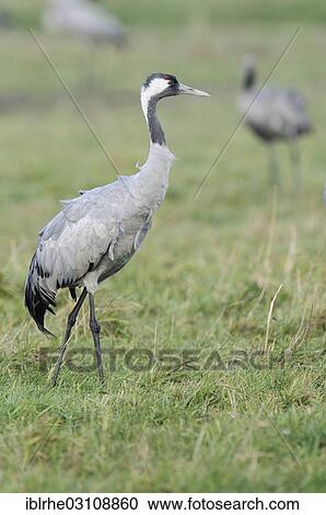 Stock Image - "Common Crane (Grus grus) wading across a meadow foraging for food, Gunzer See lake, Vorpommern-Rugen District, Mecklenburg-Western Pomerania, Germany, Europe". Fotosearch