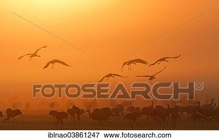 "Common Cranes (Grus grus) at dawn, Germany, Europe" View Large Photo Image Stock Photo - "Common Cranes (Grus grus) at dawn, Germany, Europe". Fotosearch