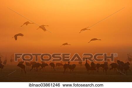 "Common Cranes (Grus grus) at dawn, Germany, Europe" View Large Photo Image Stock Photograph - "Common Cranes (Grus grus) at dawn, Germany, Europe". Fotosearch