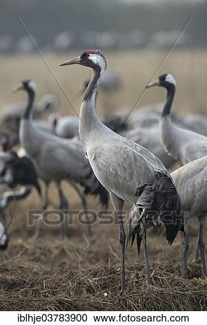 "Common Cranes (Grus grus), Champagne, France, Europe" View Large Photo Image Stock Image - "Common Cranes (Grus grus), Champagne, France, Europe". Fotosearch