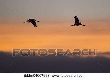 Stock Image - "Common Cranes (Grus grus) in flight, Lower Saxony, Germany, Europe". Fotosearch