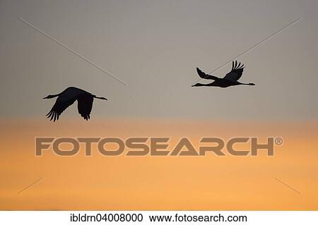 "Common Cranes (Grus grus) in flight, Lower Saxony, Germany, Europe" View Large Photo Image Stock Image - "Common Cranes (Grus grus) in flight, Lower Saxony, Germany, Europe". Fotosearch