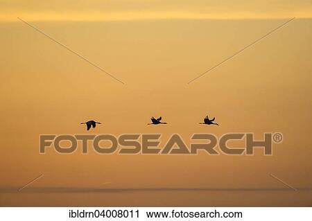 Stock Image - "Common Cranes (Grus grus) in flight, Glinstedt, Lower Saxony, Germany, Europe". Fotosearch