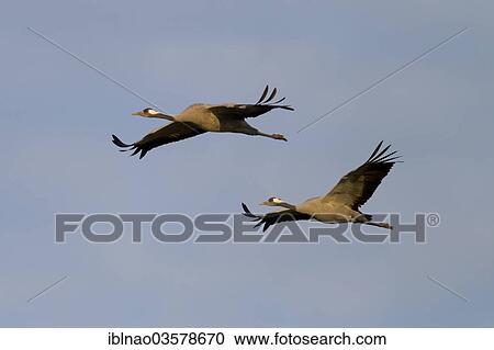 "Common Cranes (Grus grus) in flight, Mecklenburg-Western Pomerania, Germany, Europe" View Large Photo Image Stock Image - "Common Cranes (Grus grus) in flight, Mecklenburg-Western Pomerania, Germany, Europe". Fotosearch