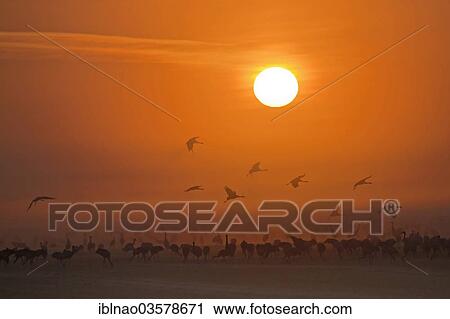 "Common Cranes (Grus grus) in flight, Mecklenburg-Western Pomerania, Germany, Europe" View Large Photo Image Stock Image - "Common Cranes (Grus grus) in flight, Mecklenburg-Western Pomerania, Germany, Europe". Fotosearch