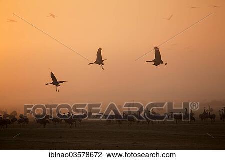 Stock Image - "Common Cranes (Grus grus) in flight, Mecklenburg-Western Pomerania, Germany, Europe". Fotosearch