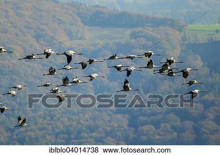 "Common Cranes (Grus grus) in flight, Gevelsberg, North Rhine-Westphalia, Germany, Europe" View Large Photo Image Stock Photo - "Common Cranes (Grus grus) in flight, Gevelsberg, North Rhine-Westphalia, Germany, Europe". Fotosearch