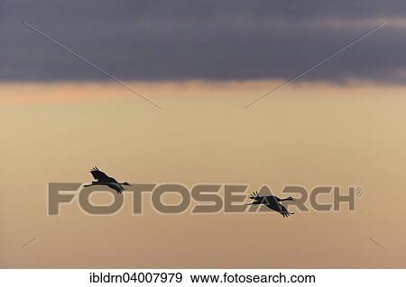 Stock Photo - "Common Cranes (Grus grus) in flight, Lower Saxony, Germany, Europe". Fotosearch