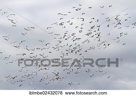 "Common Cranes (Grus grus) in flight, during the great annual migration southwards in autumn, near Hertefeld, Nauen, Havelland, Brandenburg, Germany, Europe" View Large Photo Image Stock Photo - "Common Cranes (Grus grus) in flight, during the great annual migration southwards in autumn, near Hertefeld, Nauen, Havelland, Brandenburg, Germany, Europe". Fotosearch