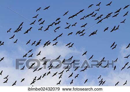 Stock Photo - "Common Cranes (Grus grus) in flight, during the great annual migration southwards in autumn, near Hertefeld, Nauen, Havelland, Brandenburg, Germany, Europe". Fotosearch