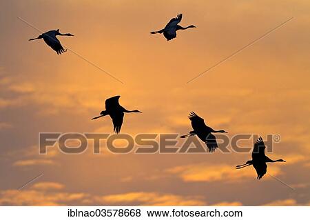 "Common Cranes (Grus grus) in flight, Mecklenburg-Western Pomerania, Germany, Europe" View Large Photo Image Stock Photo - "Common Cranes (Grus grus) in flight, Mecklenburg-Western Pomerania, Germany, Europe". Fotosearch