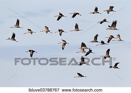 Stock Photo - "Common Cranes (Grus grus) in flight, Mecklenburg-Western Pomerania, Germany, Europe". Fotosearch