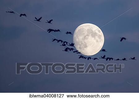 Stock Photo - "Common Cranes (Grus grus) in flight during full moon, Hortobagy, Hungary, Europe". Fotosearch