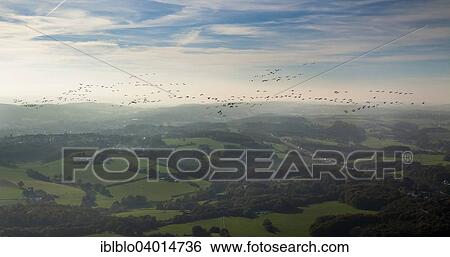 "Common Cranes (Grus grus) in flight, Gevelsberg, North Rhine-Westphalia, Germany, Europe" View Large Photo Image Stock Photograph - "Common Cranes (Grus grus) in flight, Gevelsberg, North Rhine-Westphalia, Germany, Europe". Fotosearch