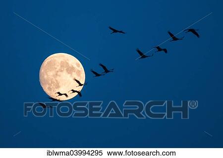 Stock Photography - "Common Cranes (Grus grus) in flight during a full moon, Hungary, Europe". Fotosearch