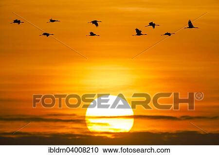 Stock Image - "Common cranes (Grus grus) in front of morning sun, Glinstedt, Lower Saxony, Germany, Europe". Fotosearch