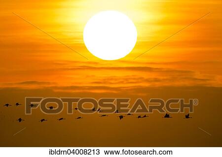Stock Image - "Common cranes (Grus grus) in front of morning sun, Glinstedt, Lower Saxony, Germany, Europe". Fotosearch