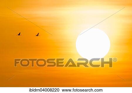"Common cranes (Grus grus) in front of morning sun, Glinstedt, Lower Saxony, Germany, Europe" View Large Photo Image Stock Image - "Common cranes (Grus grus) in front of morning sun, Glinstedt, Lower Saxony, Germany, Europe". Fotosearch