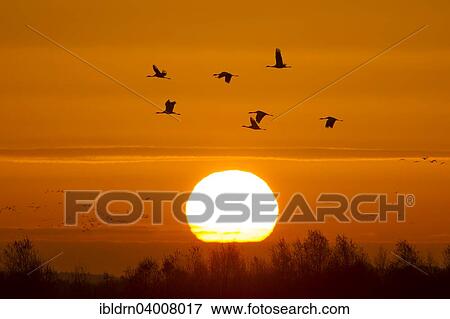"Common cranes (Grus grus) in front of morning sun in autumn, Glinstedt, Lower Saxony, Germany, Europe" View Large Photo Image Stock Photo - "Common cranes (Grus grus) in front of morning sun in autumn, Glinstedt, Lower Saxony, Germany, Europe". Fotosearch