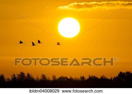 Stock Photo - "Common cranes (Grus grus) in front of morning sun in autumn, Glinstedt, Lower Saxony, Germany, Europe". Fotosearch