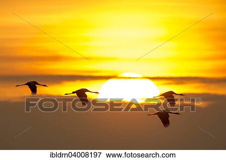 "Common cranes (Grus grus) in front of morning sun, Glinstedt, Lower Saxony, Germany, Europe" View Large Photo Image Stock Photo - "Common cranes (Grus grus) in front of morning sun, Glinstedt, Lower Saxony, Germany, Europe". Fotosearch