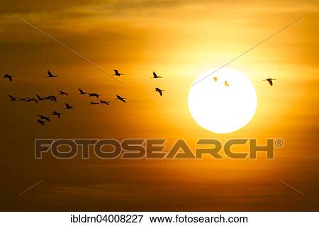 Stock Photo - "Common cranes (Grus grus) in front of morning sun, Glinstedt, Lower Saxony, Germany, Europe". Fotosearch