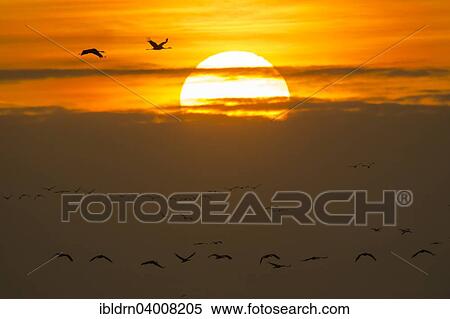 "Common cranes (Grus grus) in front of morning sun, Glinstedt, Lower Saxony, Germany, Europe" View Large Photo Image Stock Photography - "Common cranes (Grus grus) in front of morning sun, Glinstedt, Lower Saxony, Germany, Europe". Fotosearch