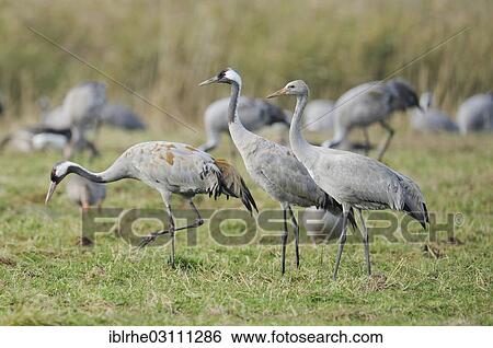 Stock Photograph - "Common Cranes (Grus grus), juveniles, foraging for food on a meadow, at staging area, Gunzer See lake, Vorpommern-Rugen District, Mecklenburg-Western Pomerania, Germany, Europe". Fotosearch