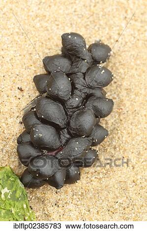 Stock Image - "Common Cuttlefish (Sepia officinalis), eggs, 'sea grapes', washed up on beach strandline, Studland, Isle of Purbeck, Dorset, England, United Kingdom, Europe". Fotosearch