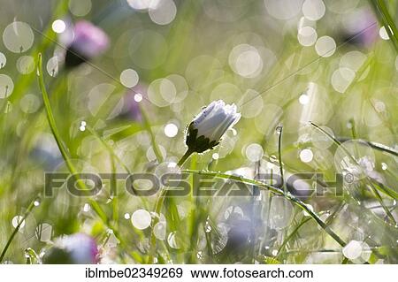 Stock Photo - "Common daisy, Lawn daisy (Bellis perennis) with sparkling dew drops in the morning light". Fotosearch