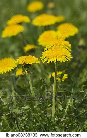 "Common Dandelion (Taraxacum officinale), Burgenland, Austria, Europe" View Large Photo Image Stock Image - "Common Dandelion (Taraxacum officinale), Burgenland, Austria, Europe". Fotosearch