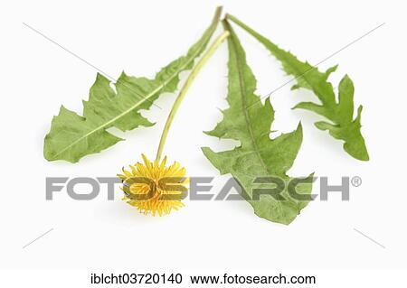 "Common Dandelion (Taraxacum officinale), flower and leaves" View Large Photo Image Stock Image - "Common Dandelion (Taraxacum officinale), flower and leaves". Fotosearch