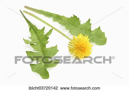 "Common Dandelion (Taraxacum officinale), flower and leaves" View Large Photo Image Stock Image - "Common Dandelion (Taraxacum officinale), flower and leaves". Fotosearch