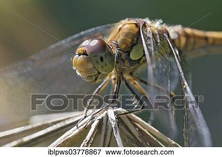 "Common Darter (Sympetrum vulgatum), female, perching, South Wales, United Kingdom, Europe" View Large Photo Image Stock Photo - "Common Darter (Sympetrum vulgatum), female, perching, South Wales, United Kingdom, Europe". Fotosearch