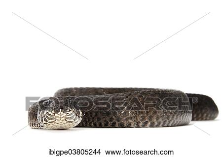 Picture - "Common Death Adder (Acanthophis antarcticus), grey morph". Fotosearch
