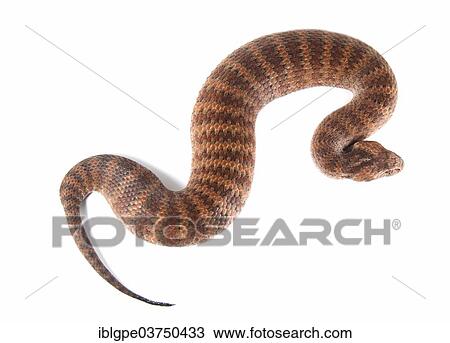 Common Death Adder (Acanthophis antarcticus) View Large Photo Image Stock Image - Common Death Adder (Acanthophis antarcticus). Fotosearch
