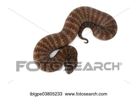 "Common Death Adder (Acanthophis antarcticus), red morph" View Large Photo Image Stock Image - "Common Death Adder (Acanthophis antarcticus), red morph". Fotosearch