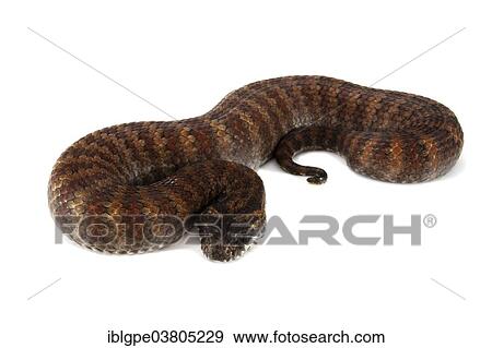 "Common Death Adder (Acanthophis antarcticus), red morph" View Large Photo Image Stock Photo - "Common Death Adder (Acanthophis antarcticus), red morph". Fotosearch