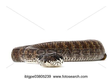 Stock Photo - "Common Death Adder (Acanthophis antarcticus), red morph". Fotosearch