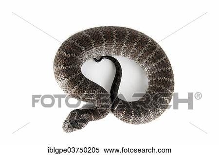 Common Death Adder (Acanthophis antarcticus) View Large Photo Image Stock Photography - Common Death Adder (Acanthophis antarcticus). Fotosearch