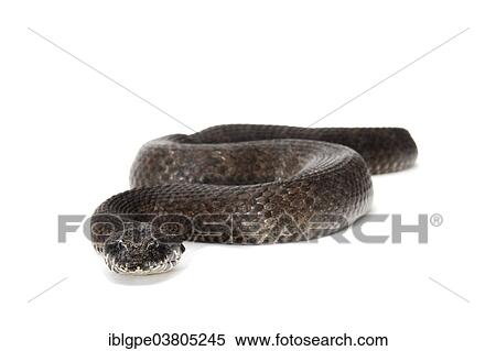 Stock Photography - "Common Death Adder (Acanthophis antarcticus), grey morph". Fotosearch